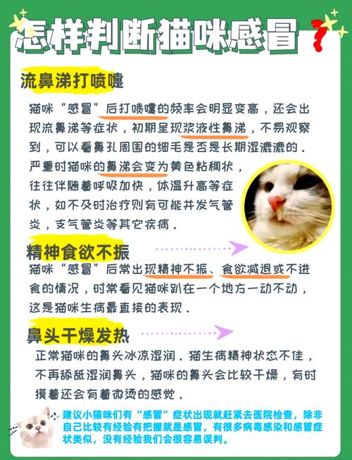 猫咪感冒流鼻涕_猫咪感冒流鼻涕打喷嚏怎么办-第2张图片-后鲨宠物 猫咪感冒流鼻涕_猫咪感冒流鼻涕打喷嚏怎么办-第2张图片-后鲨宠物