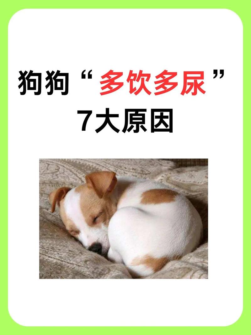 狗狗喝水多怎么回事_狗狗喝水喝的多是什么问题-第4张图片-后鲨宠物 狗狗喝水多怎么回事_狗狗喝水喝的多是什么问题-第4张图片-后鲨宠物