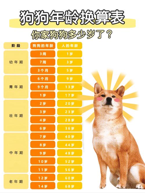 狗狗能记住主人多久_狗狗记得住人吗-第5张图片-后鲨宠物 狗狗能记住主人多久_狗狗记得住人吗-第5张图片-后鲨宠物