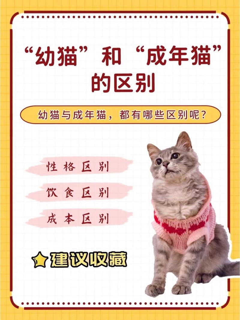 猫猫几岁成年_猫猫几岁成年?-第2张图片-后鲨宠物 猫猫几岁成年_猫猫几岁成年?-第2张图片-后鲨宠物