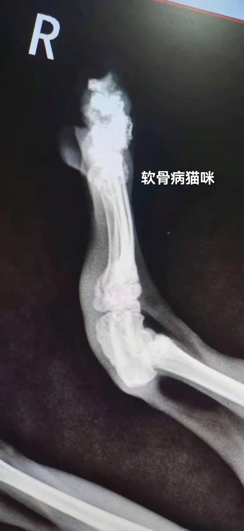 猫咪软骨病症状,猫咪软骨症有什么症状-第1张图片-后鲨宠物 猫咪软骨病症状,猫咪软骨症有什么症状-第1张图片-后鲨宠物