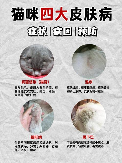 猫咪软骨病症状,猫咪软骨症有什么症状-第3张图片-后鲨宠物 猫咪软骨病症状,猫咪软骨症有什么症状-第3张图片-后鲨宠物