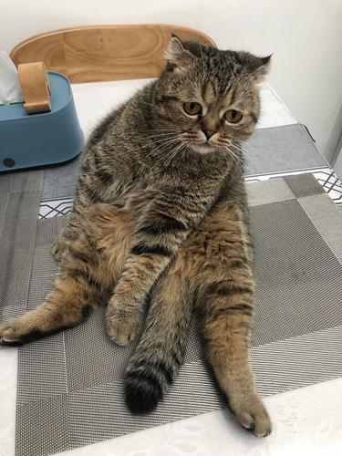 猫咪软骨病症状,猫咪软骨症有什么症状-第4张图片-后鲨宠物 猫咪软骨病症状,猫咪软骨症有什么症状-第4张图片-后鲨宠物