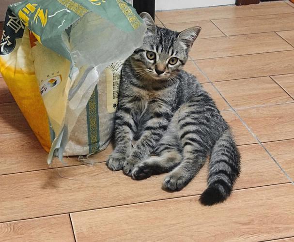 猫咪软骨病症状,猫咪软骨症有什么症状-第6张图片-后鲨宠物 猫咪软骨病症状,猫咪软骨症有什么症状-第6张图片-后鲨宠物