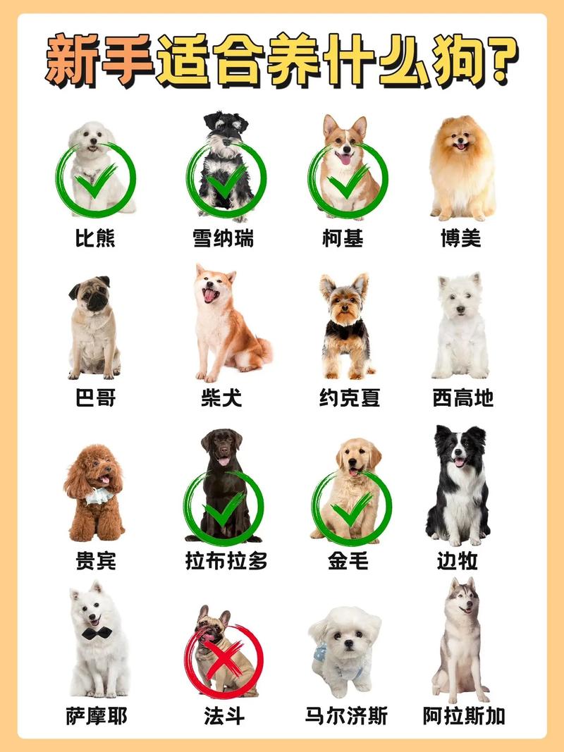 在哪里可以领养狗狗,在哪里可以领养狗狗app?-第1张图片-后鲨宠物 在哪里可以领养狗狗,在哪里可以领养狗狗app?-第1张图片-后鲨宠物