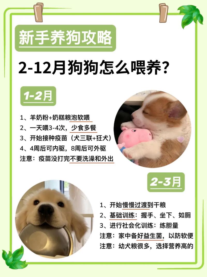 在哪里可以领养狗狗,在哪里可以领养狗狗app?-第2张图片-后鲨宠物 在哪里可以领养狗狗,在哪里可以领养狗狗app?-第2张图片-后鲨宠物