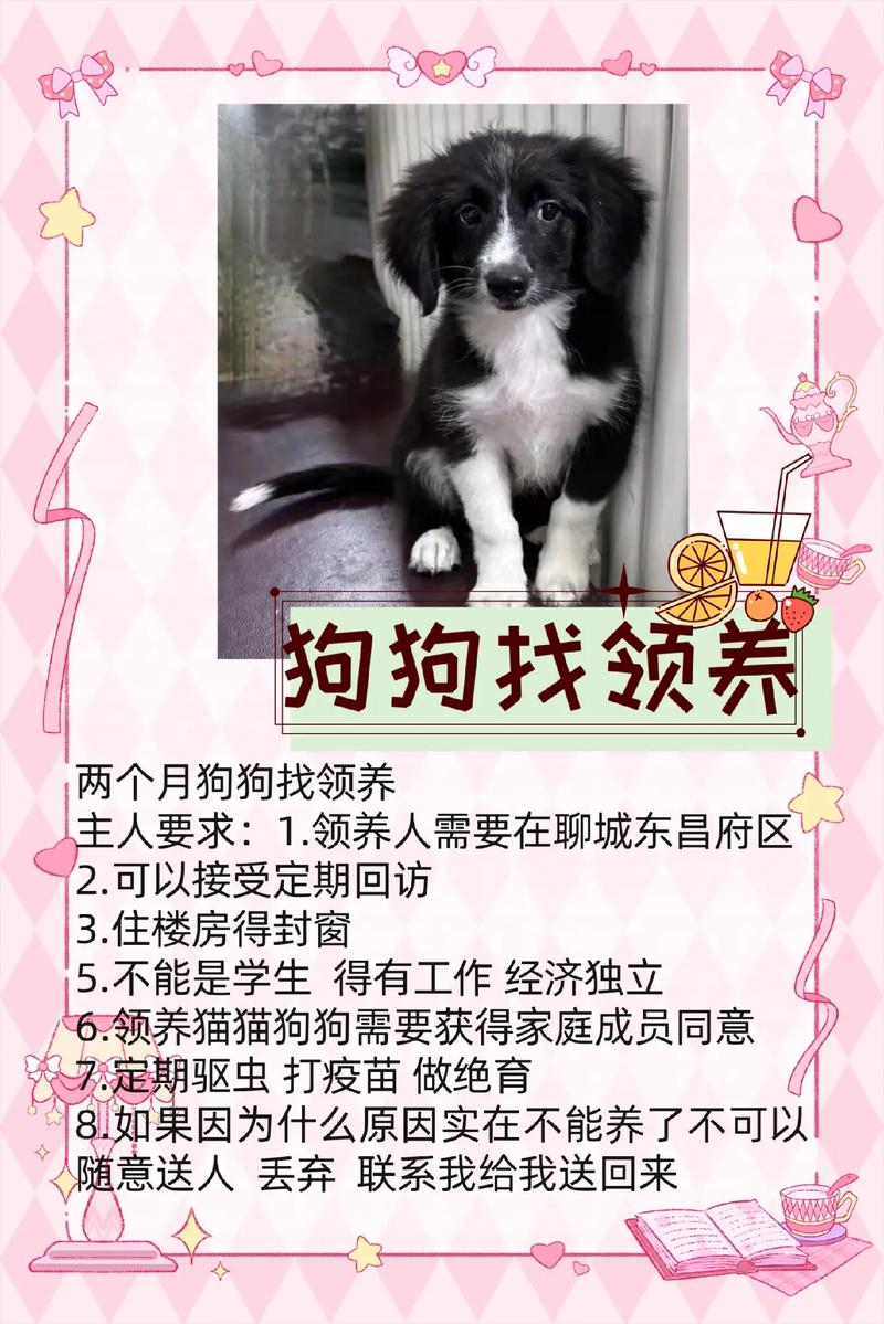 在哪里可以领养狗狗,在哪里可以领养狗狗app?-第3张图片-后鲨宠物 在哪里可以领养狗狗,在哪里可以领养狗狗app?-第3张图片-后鲨宠物