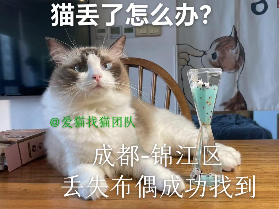 猫咪跑丢了怎么找_猫咪跑丢了怎么找最有效-第3张图片-后鲨宠物 猫咪跑丢了怎么找_猫咪跑丢了怎么找最有效-第3张图片-后鲨宠物