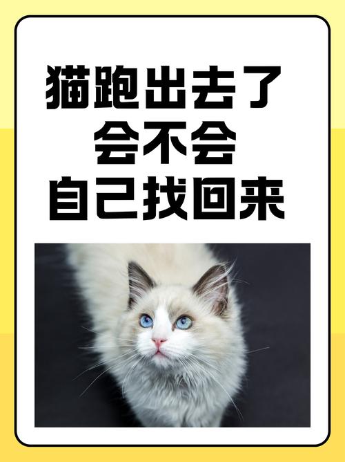 猫咪跑丢了怎么找_猫咪跑丢了怎么找最有效-第4张图片-后鲨宠物 猫咪跑丢了怎么找_猫咪跑丢了怎么找最有效-第4张图片-后鲨宠物