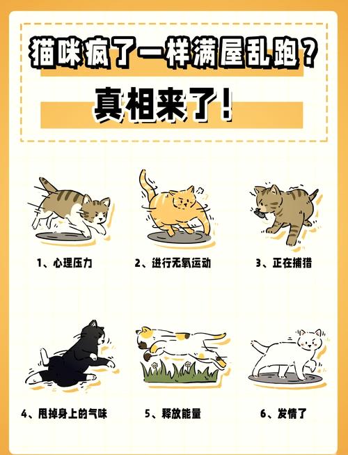 猫咪跑丢了怎么找_猫咪跑丢了怎么找最有效-第5张图片-后鲨宠物 猫咪跑丢了怎么找_猫咪跑丢了怎么找最有效-第5张图片-后鲨宠物