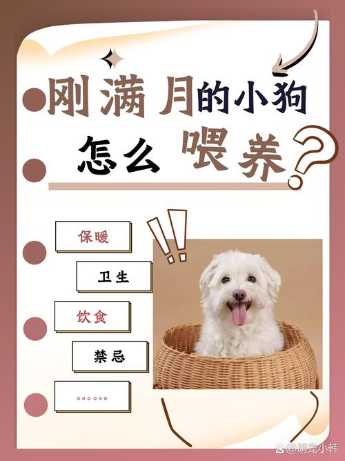 没满月的狗狗怎么喂养,没满月的狗狗吃什么东西?-第2张图片-后鲨宠物 没满月的狗狗怎么喂养,没满月的狗狗吃什么东西?-第2张图片-后鲨宠物