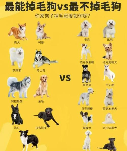 哪种狗狗不掉毛又好养,哪个品种狗不掉毛-第6张图片-后鲨宠物 哪种狗狗不掉毛又好养,哪个品种狗不掉毛-第6张图片-后鲨宠物