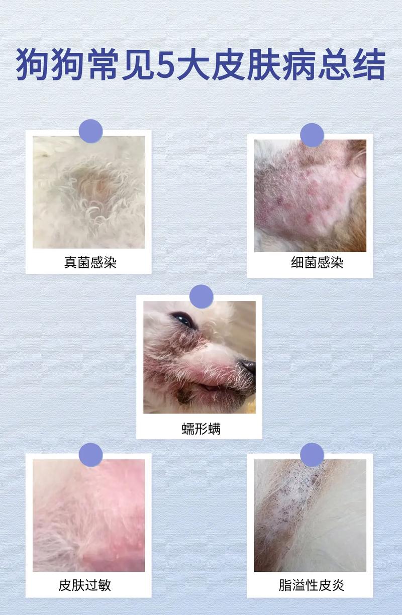 真菌感染狗狗的症状,狗真菌感染可以自愈吗-第1张图片-后鲨宠物 真菌感染狗狗的症状,狗真菌感染可以自愈吗-第1张图片-后鲨宠物