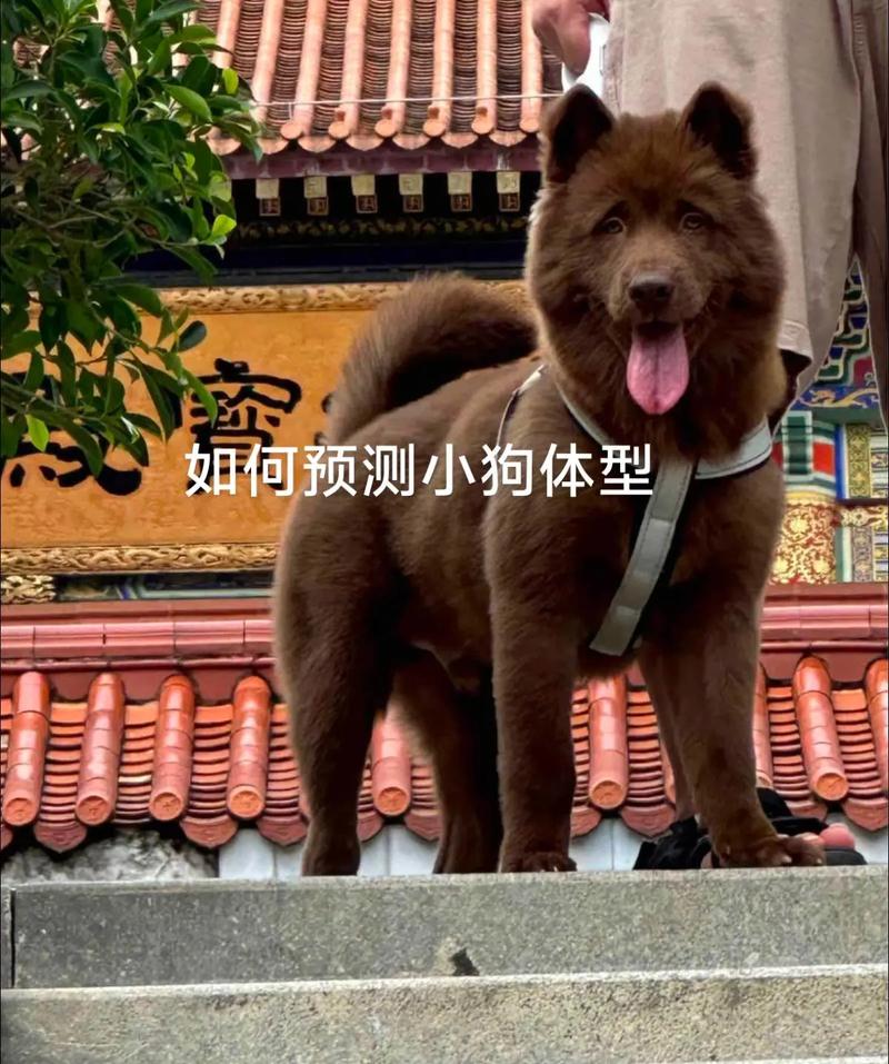 怎么判断狗狗能长多大,怎么看狗狗可以长多大-第5张图片-后鲨宠物 怎么判断狗狗能长多大,怎么看狗狗可以长多大-第5张图片-后鲨宠物