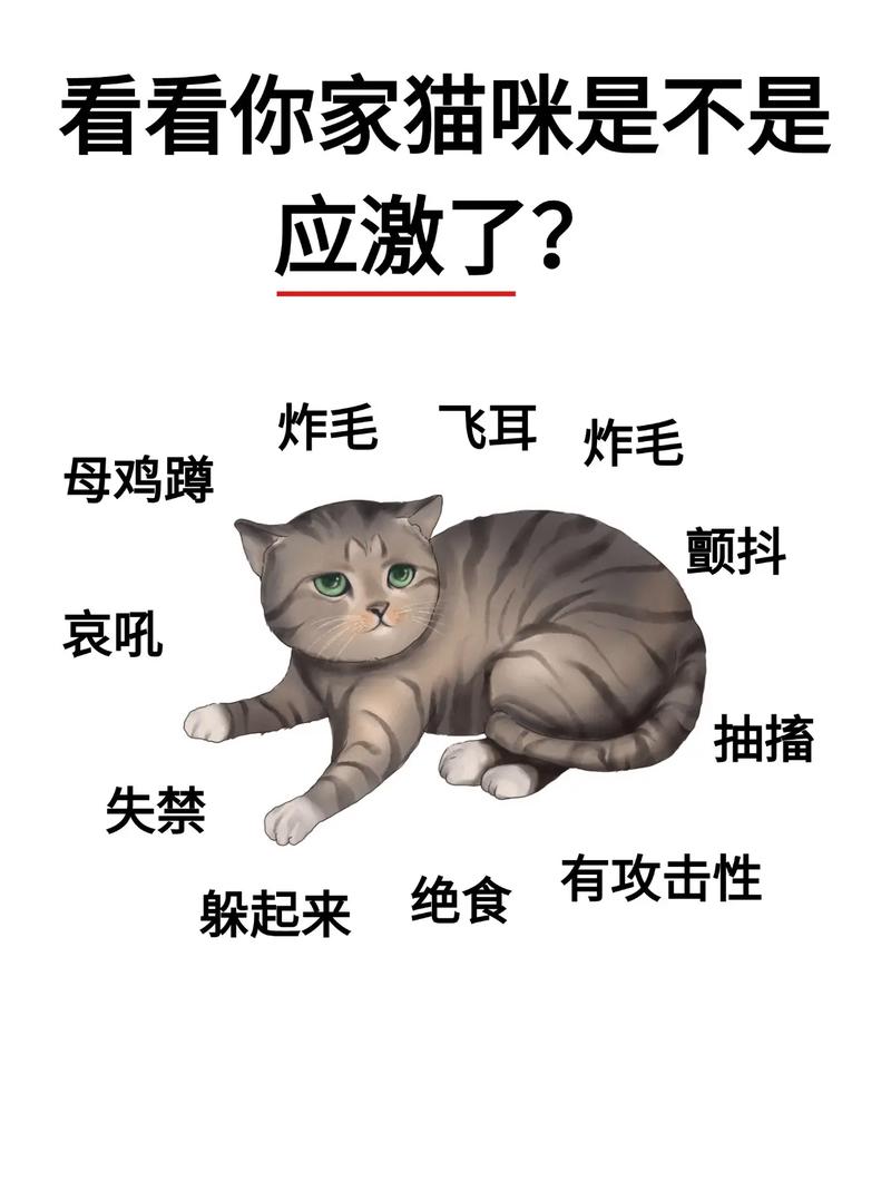 猫咪突然变得很狂躁,猫咪突然变得很狂躁攻击人?-第1张图片-后鲨宠物 猫咪突然变得很狂躁,猫咪突然变得很狂躁攻击人?-第1张图片-后鲨宠物