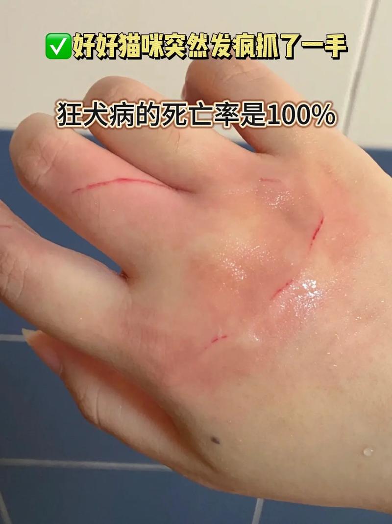 猫咪突然变得很狂躁,猫咪突然变得很狂躁攻击人?-第2张图片-后鲨宠物 猫咪突然变得很狂躁,猫咪突然变得很狂躁攻击人?-第2张图片-后鲨宠物