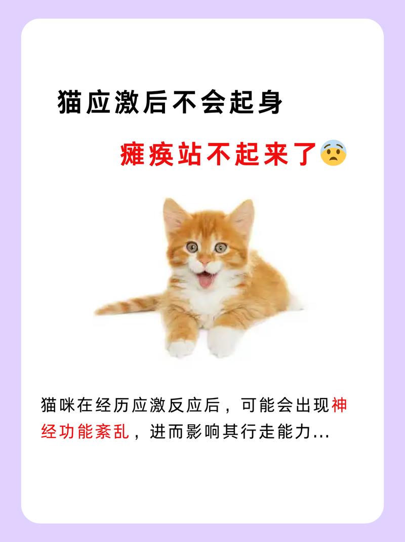 猫咪突然变得很狂躁,猫咪突然变得很狂躁攻击人?-第3张图片-后鲨宠物 猫咪突然变得很狂躁,猫咪突然变得很狂躁攻击人?-第3张图片-后鲨宠物