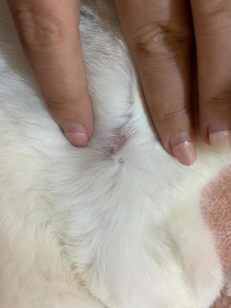 猫咪身上有小疙瘩结痂,猫咪身上有小疙瘩结痂,一直舔?-第3张图片-后鲨宠物 猫咪身上有小疙瘩结痂,猫咪身上有小疙瘩结痂,一直舔?-第3张图片-后鲨宠物