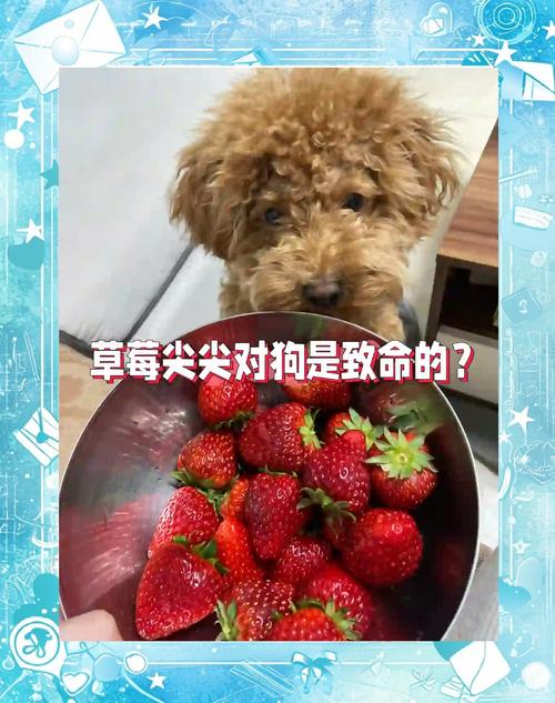 泰迪狗狗能不能吃草莓,泰迪犬能不能吃草莓?-第2张图片-后鲨宠物 泰迪狗狗能不能吃草莓,泰迪犬能不能吃草莓?-第2张图片-后鲨宠物