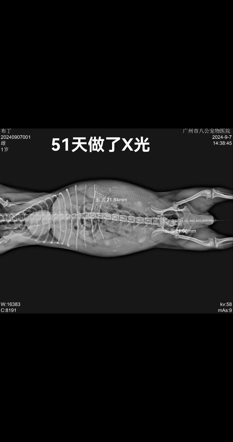 狗狗拍片子多少钱，狗子拍片需要多少钱？-第1张图片-后鲨宠物