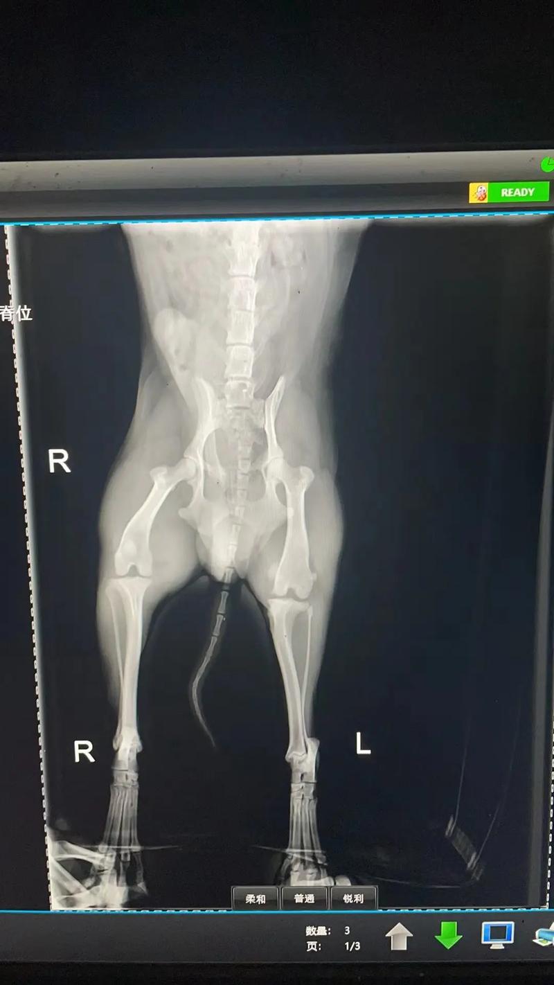 狗狗拍片子多少钱，狗子拍片需要多少钱？-第2张图片-后鲨宠物