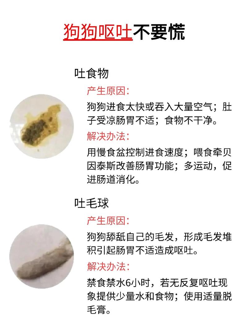 狗狗不吃东西拉稀怎么办_狗狗不吃东西,拉稀-第2张图片-后鲨宠物 狗狗不吃东西拉稀怎么办_狗狗不吃东西,拉稀-第2张图片-后鲨宠物