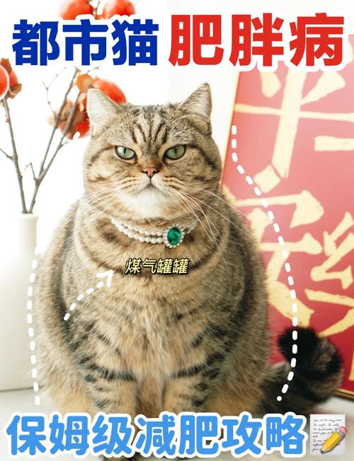 猫咪太胖怎么办,猫太胖了会引发什么病?-第1张图片-后鲨宠物 猫咪太胖怎么办,猫太胖了会引发什么病?-第1张图片-后鲨宠物