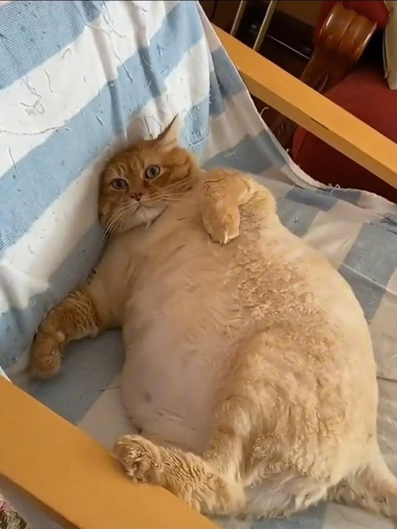 猫咪太胖怎么办,猫太胖了会引发什么病?-第2张图片-后鲨宠物 猫咪太胖怎么办,猫太胖了会引发什么病?-第2张图片-后鲨宠物