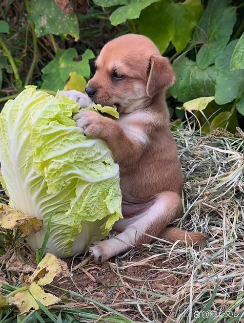 狗狗可以吃大白菜吗,狗狗可以吃大白菜吗有营养吗-第2张图片-后鲨宠物 狗狗可以吃大白菜吗,狗狗可以吃大白菜吗有营养吗-第2张图片-后鲨宠物