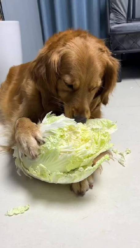 狗狗可以吃大白菜吗,狗狗可以吃大白菜吗有营养吗-第4张图片-后鲨宠物 狗狗可以吃大白菜吗,狗狗可以吃大白菜吗有营养吗-第4张图片-后鲨宠物
