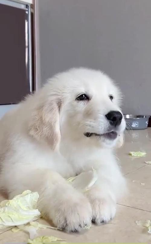 狗狗可以吃大白菜吗,狗狗可以吃大白菜吗有营养吗-第5张图片-后鲨宠物 狗狗可以吃大白菜吗,狗狗可以吃大白菜吗有营养吗-第5张图片-后鲨宠物