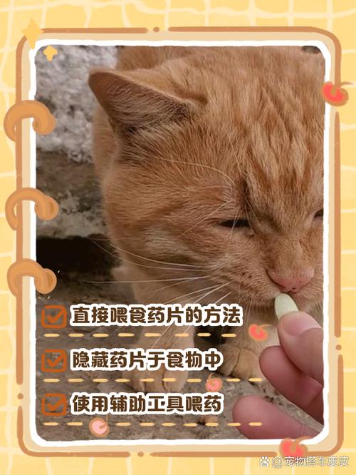 如何给猫咪喂药,如何给猫咪喂药药片胶囊篇-第1张图片-后鲨宠物 如何给猫咪喂药,如何给猫咪喂药药片胶囊篇-第1张图片-后鲨宠物