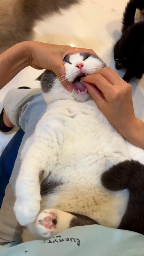 如何给猫咪喂药,如何给猫咪喂药药片胶囊篇-第4张图片-后鲨宠物 如何给猫咪喂药,如何给猫咪喂药药片胶囊篇-第4张图片-后鲨宠物