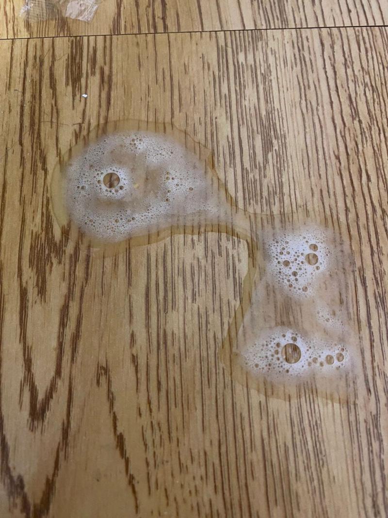  猫咪不吃东西吐白沫，猫咪不吃东西吐白沫没精神不振-第5张图片-后鲨宠物