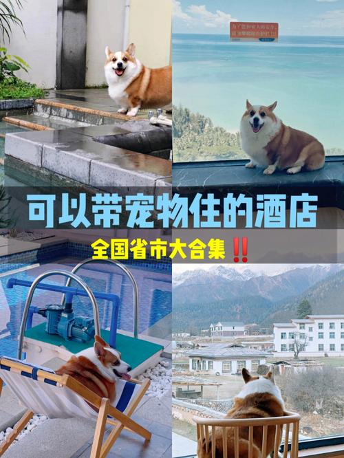 狗狗可以带进酒店吗_狗能带进酒店客房吗-第2张图片-后鲨宠物 狗狗可以带进酒店吗_狗能带进酒店客房吗-第2张图片-后鲨宠物