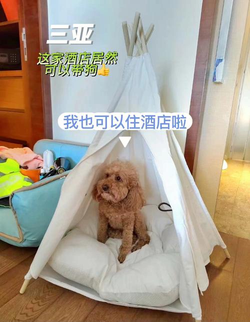 狗狗可以带进酒店吗_狗能带进酒店客房吗-第3张图片-后鲨宠物 狗狗可以带进酒店吗_狗能带进酒店客房吗-第3张图片-后鲨宠物
