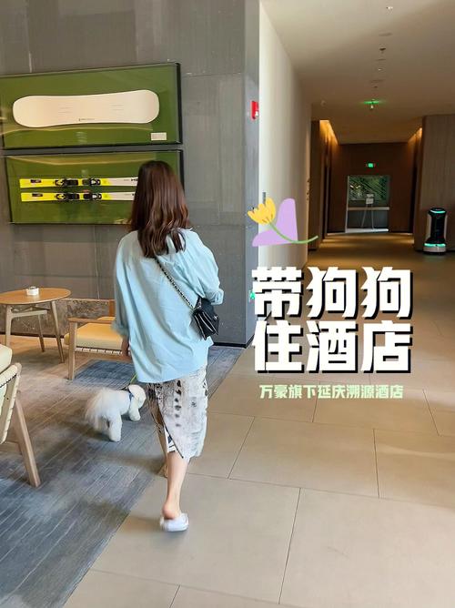 狗狗可以带进酒店吗_狗能带进酒店客房吗-第4张图片-后鲨宠物 狗狗可以带进酒店吗_狗能带进酒店客房吗-第4张图片-后鲨宠物