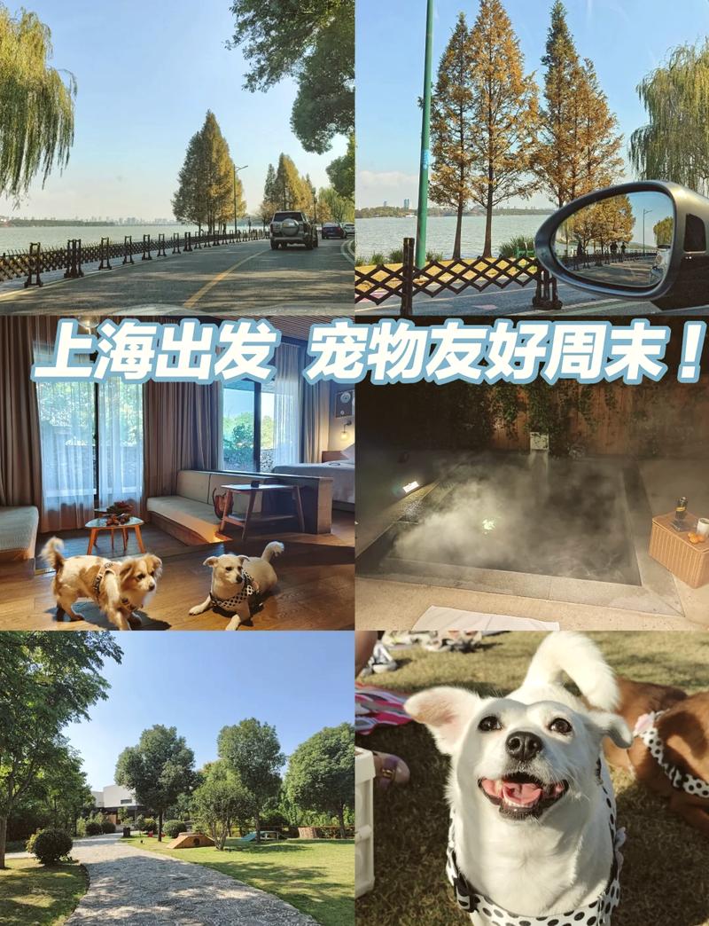 狗狗可以带进酒店吗_狗能带进酒店客房吗-第5张图片-后鲨宠物 狗狗可以带进酒店吗_狗能带进酒店客房吗-第5张图片-后鲨宠物