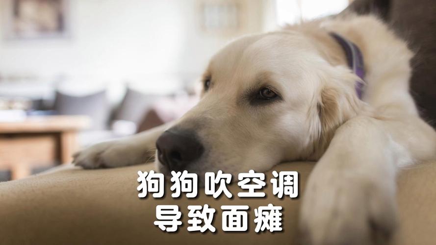 小狗狗可以吹空调吗,小狗可以吹空调嘛-第1张图片-后鲨宠物 小狗狗可以吹空调吗,小狗可以吹空调嘛-第1张图片-后鲨宠物