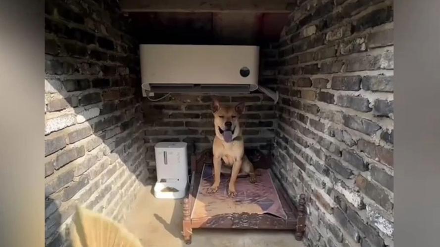 小狗狗可以吹空调吗,小狗可以吹空调嘛-第4张图片-后鲨宠物 小狗狗可以吹空调吗,小狗可以吹空调嘛-第4张图片-后鲨宠物