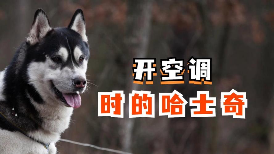 小狗狗可以吹空调吗,小狗可以吹空调嘛-第5张图片-后鲨宠物 小狗狗可以吹空调吗,小狗可以吹空调嘛-第5张图片-后鲨宠物