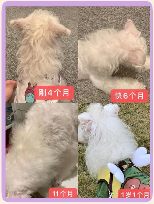 怎么让狗狗毛发亮_怎么可以让狗狗的毛发明亮-第1张图片-后鲨宠物 怎么让狗狗毛发亮_怎么可以让狗狗的毛发明亮-第1张图片-后鲨宠物