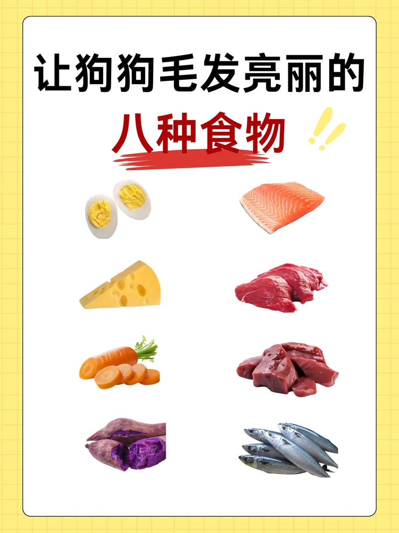 怎么让狗狗毛发亮_怎么可以让狗狗的毛发明亮-第2张图片-后鲨宠物 怎么让狗狗毛发亮_怎么可以让狗狗的毛发明亮-第2张图片-后鲨宠物