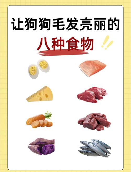 怎么让狗狗毛发亮_怎么可以让狗狗的毛发明亮-第3张图片-后鲨宠物 怎么让狗狗毛发亮_怎么可以让狗狗的毛发明亮-第3张图片-后鲨宠物