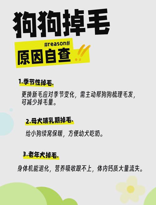 怎么让狗狗毛发亮_怎么可以让狗狗的毛发明亮-第6张图片-后鲨宠物 怎么让狗狗毛发亮_怎么可以让狗狗的毛发明亮-第6张图片-后鲨宠物