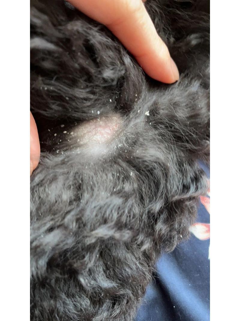 狗狗皮屑多怎么办,狗狗皮屑多是怎么回事?-第2张图片-后鲨宠物 狗狗皮屑多怎么办,狗狗皮屑多是怎么回事?-第2张图片-后鲨宠物