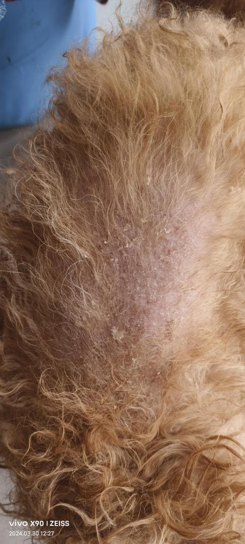 狗狗皮屑多怎么办,狗狗皮屑多是怎么回事?-第6张图片-后鲨宠物 狗狗皮屑多怎么办,狗狗皮屑多是怎么回事?-第6张图片-后鲨宠物