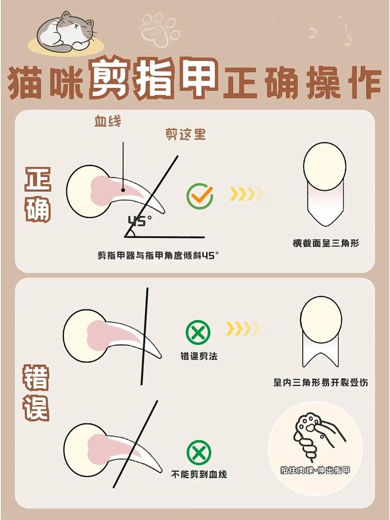 怎么给猫咪剪指甲，怎么给猫咪剪指甲视频？-第3张图片-后鲨宠物