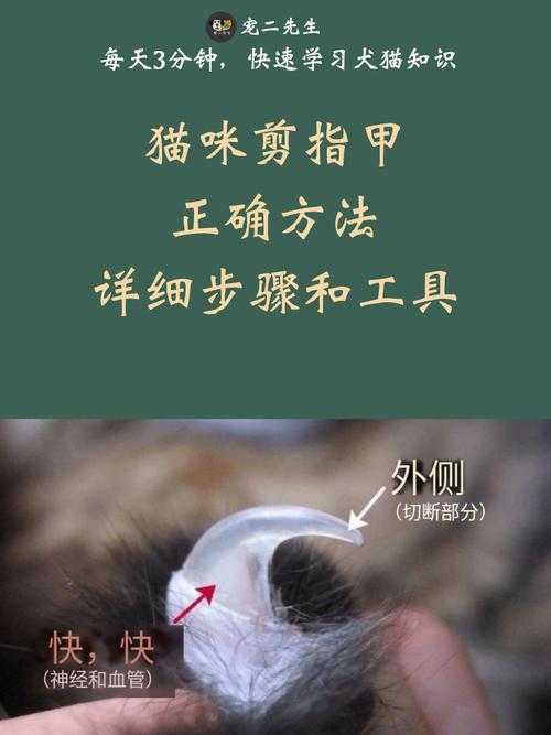 怎么给猫咪剪指甲，怎么给猫咪剪指甲视频？-第6张图片-后鲨宠物