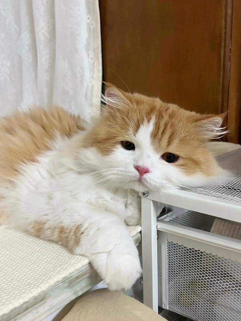 猫咪心情不好怎么办,猫猫心情不好的表现-第1张图片-后鲨宠物 猫咪心情不好怎么办,猫猫心情不好的表现-第1张图片-后鲨宠物